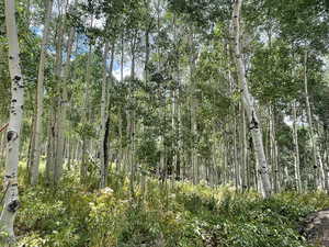 View of tree filled area