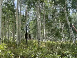 View of tree filled area