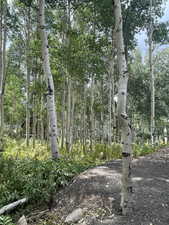 View of local wilderness