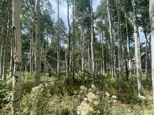 View of tree filled area