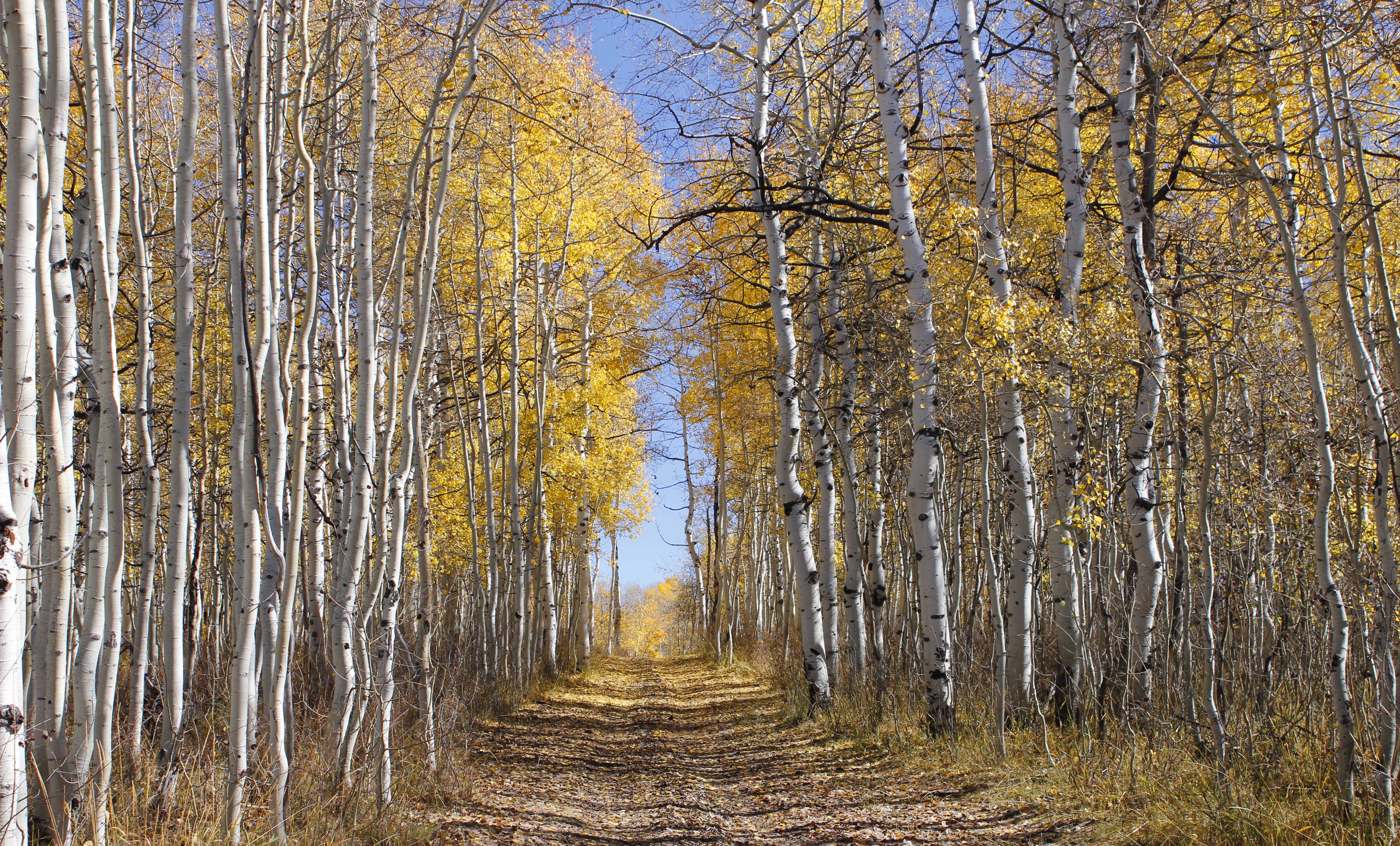 View of woods