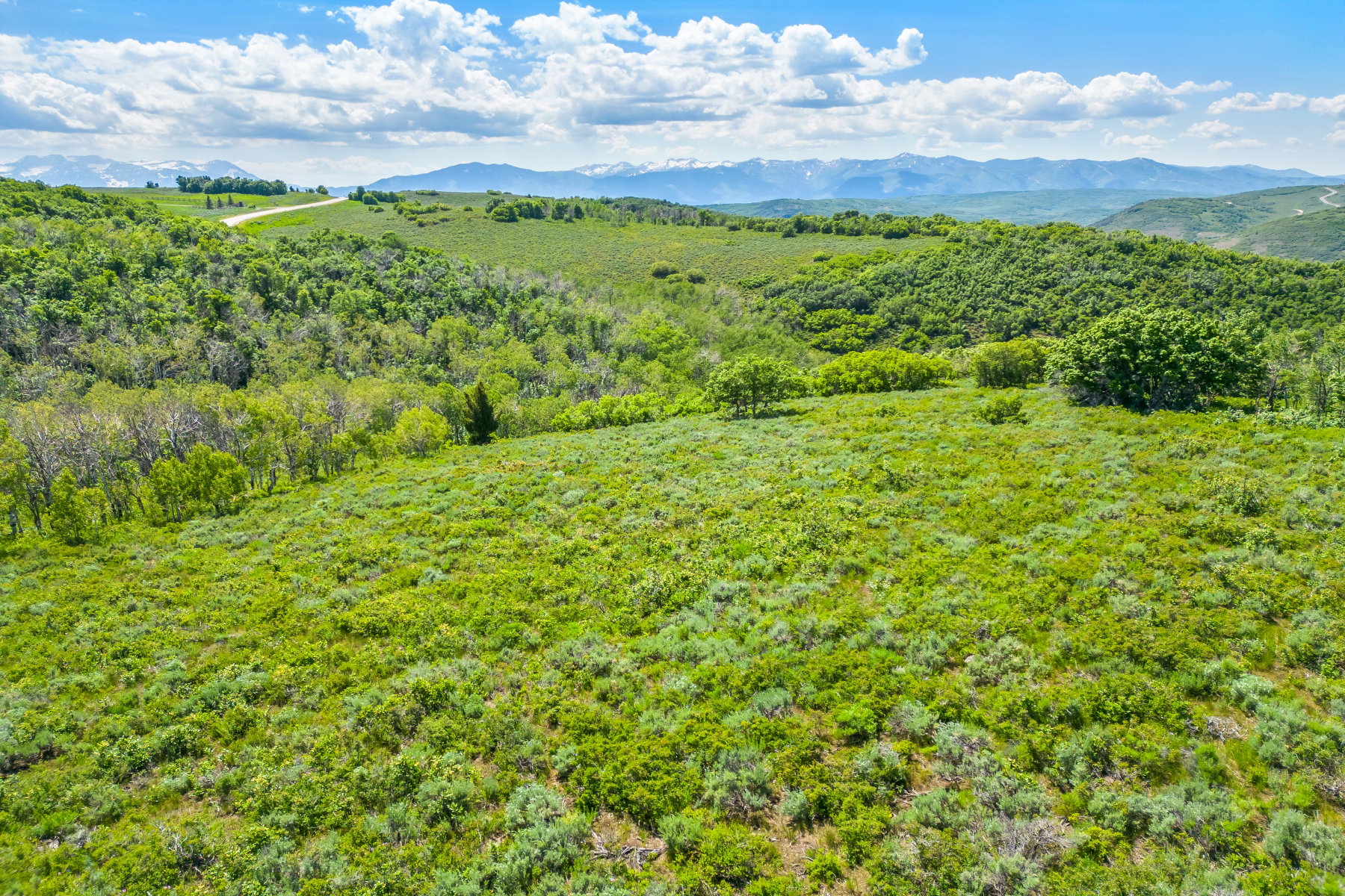 Mountain view with a forest
