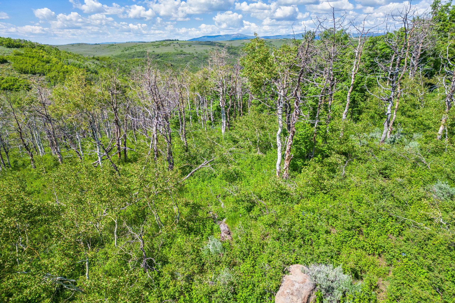 View of woods with a mountain view