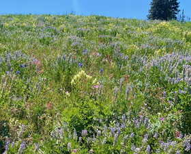 wild flowers near lot 18