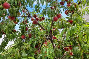Peach tree produced over 100 peaches this year!