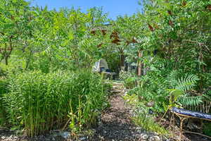 View of local wilderness