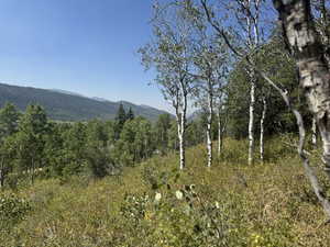 Mountain view featuring a forest