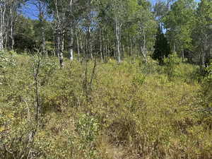 View of tree filled area