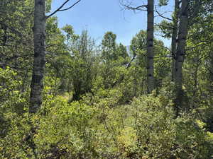 View of tree filled area
