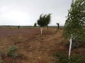 View of yard with a view of rural / pastoral area