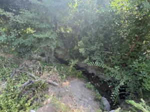 View of woods