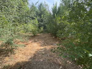 View of local wilderness