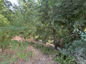 View of local wilderness