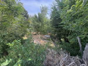 View of local wilderness