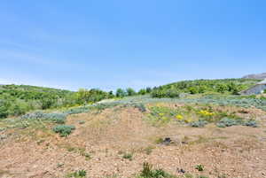 View of undeveloped land