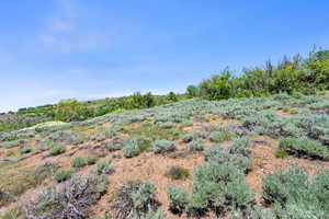View of undeveloped land