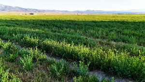 View of mountain background featuring rural landscape