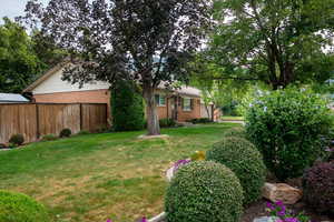 View of grassy yard