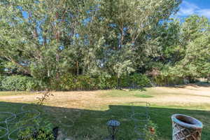 Grassy backyard space