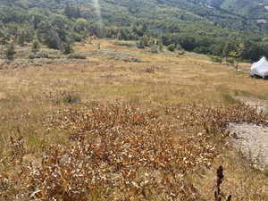 View of mountain backdrop with a forest