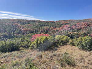 Mountain view with a forest