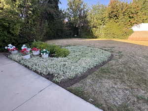 View of backyard