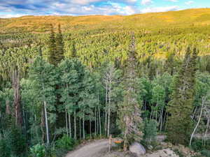 Aerial view of a forest
