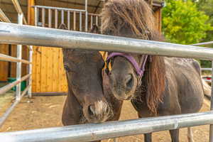 Animals can be included if buyer would like them.