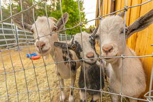 Animals can be included if buyer would like them.