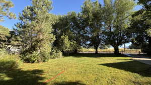 View of grassy yard