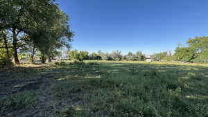 View of yard with a rural view and view of scattered trees