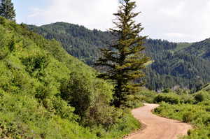 Mountain view featuring a heavily wooded area