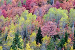 Aerial view of a heavily wooded area