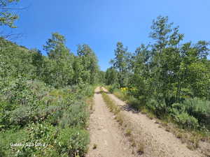 View of street with a wooded view
