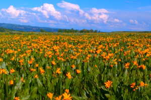 View of local wilderness