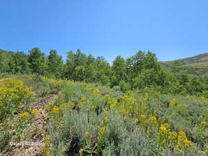 View of local wilderness