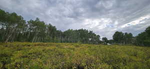 Northern boundary looking South towards trailer pad in distance