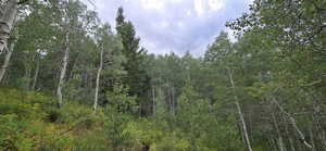 couple pine trees on lot