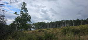 Southern boundary looking at trailer pad area