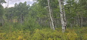 Inside Quaking Aspens