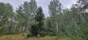 Another Pine tree lower flat