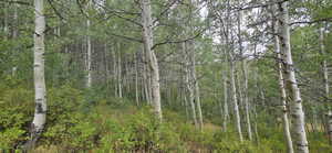Northern boundary looking into Quaking Aspens