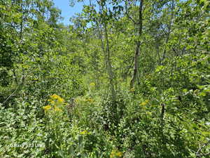 View of wooded area