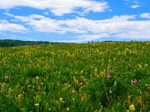 View of undeveloped land