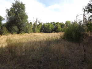 View of local wilderness