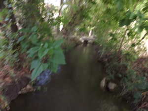 View of yard with a water view