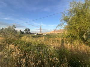 View of local wilderness