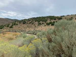View of local wilderness featuring a mountain backdrop