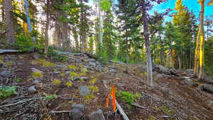 View of local wilderness