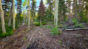 View of local wilderness